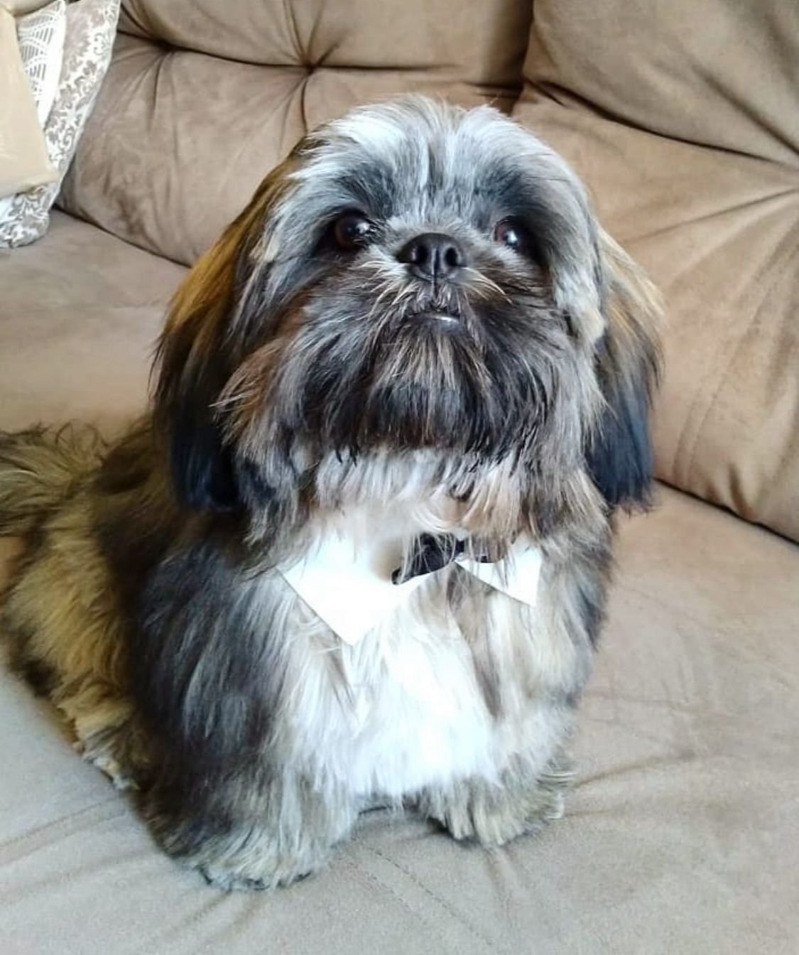 Yoda - Shihtzu